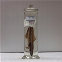 藏品(海鱺)的圖片